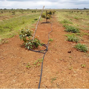 Avocado Irrigation system