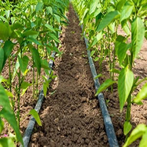 Drip irrigation system